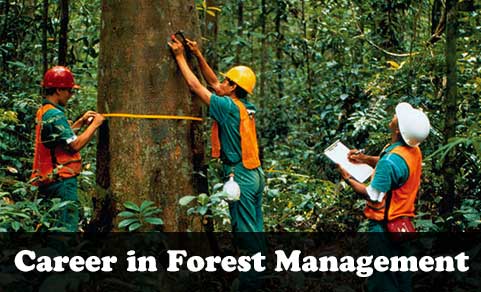 Career in Forest Management